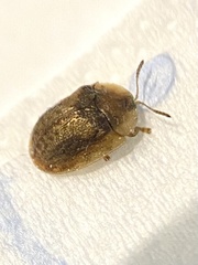 Hypocassida subferruginea