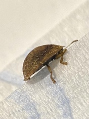 Hypocassida subferruginea