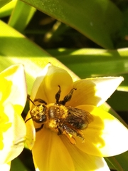 Andrena