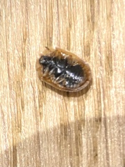 Hypocassida subferruginea