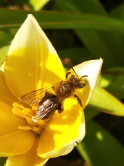 Andrena