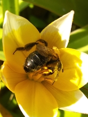 Andrena