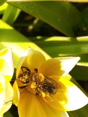 Andrena