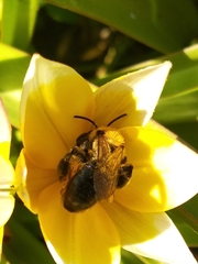 Andrena