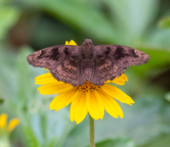 Nisoniades macarius