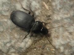 Licinus depressus