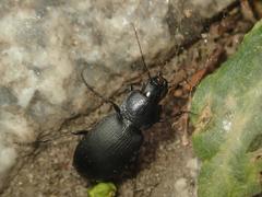 Licinus depressus