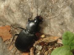 Licinus depressus