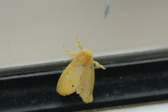 Artaxa guttata