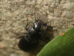 Licinus depressus