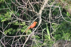 Cardinalis cardinalis