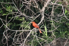 Cardinalis cardinalis
