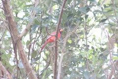 Cardinalis cardinalis
