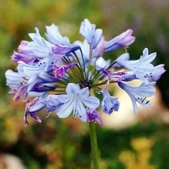 Agapanthus campanulatus