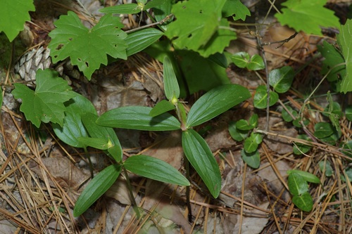 Image of Trillium texanum by (c) Michelle W. （鍾偉瑋）, some rights reserved (CC BY)