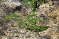 Leucaena greggii