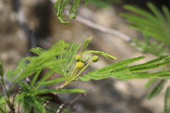 Leucaena greggii