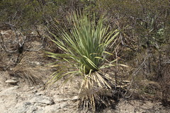 Dasylirion cedrosanum