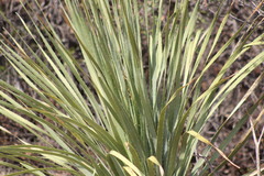 Dasylirion cedrosanum