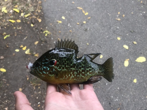 Common sunfish (Lepomis gibbosus) — Centrarchidae