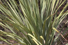 Dasylirion cedrosanum