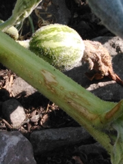 Cucurbita foetidissima