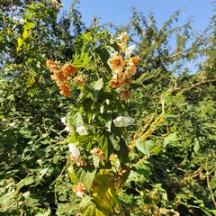 Dombeya tiliacea