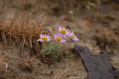 Erigeron poliospermus