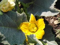 Cucurbita foetidissima