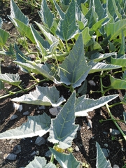 Cucurbita foetidissima