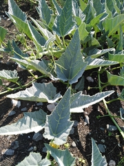 Cucurbita foetidissima