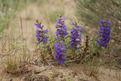 Penstemon acuminatus
