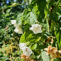 Dombeya tiliacea