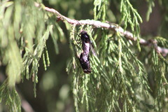 Copestylum mexicanum