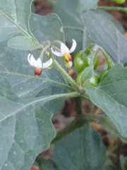 Solanum nigrum