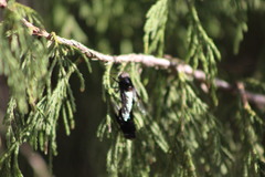 Copestylum mexicanum