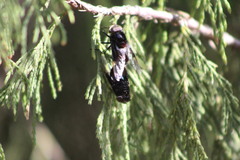 Copestylum mexicanum