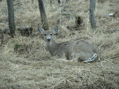 Odocoileus virginianus