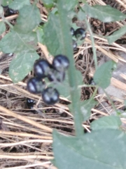 Solanum nigrum
