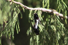 Copestylum mexicanum