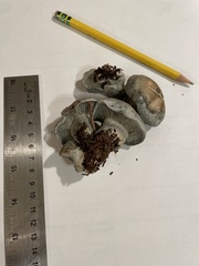 Hygrophorus caeruleus