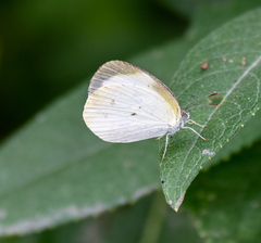 Eurema agave