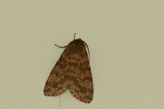 Olepa ricini