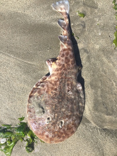 Vermiculate electric ray (Narcine vermiculatus) — Narcinidae — 4