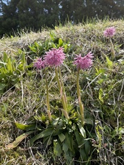 Heloniopsis orientalis