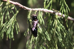 Copestylum mexicanum