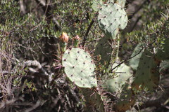 Opuntia azurea