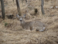 Odocoileus virginianus