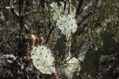 Opuntia azurea