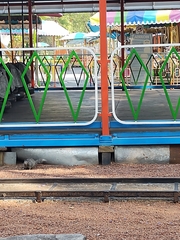 Otospermophilus variegatus